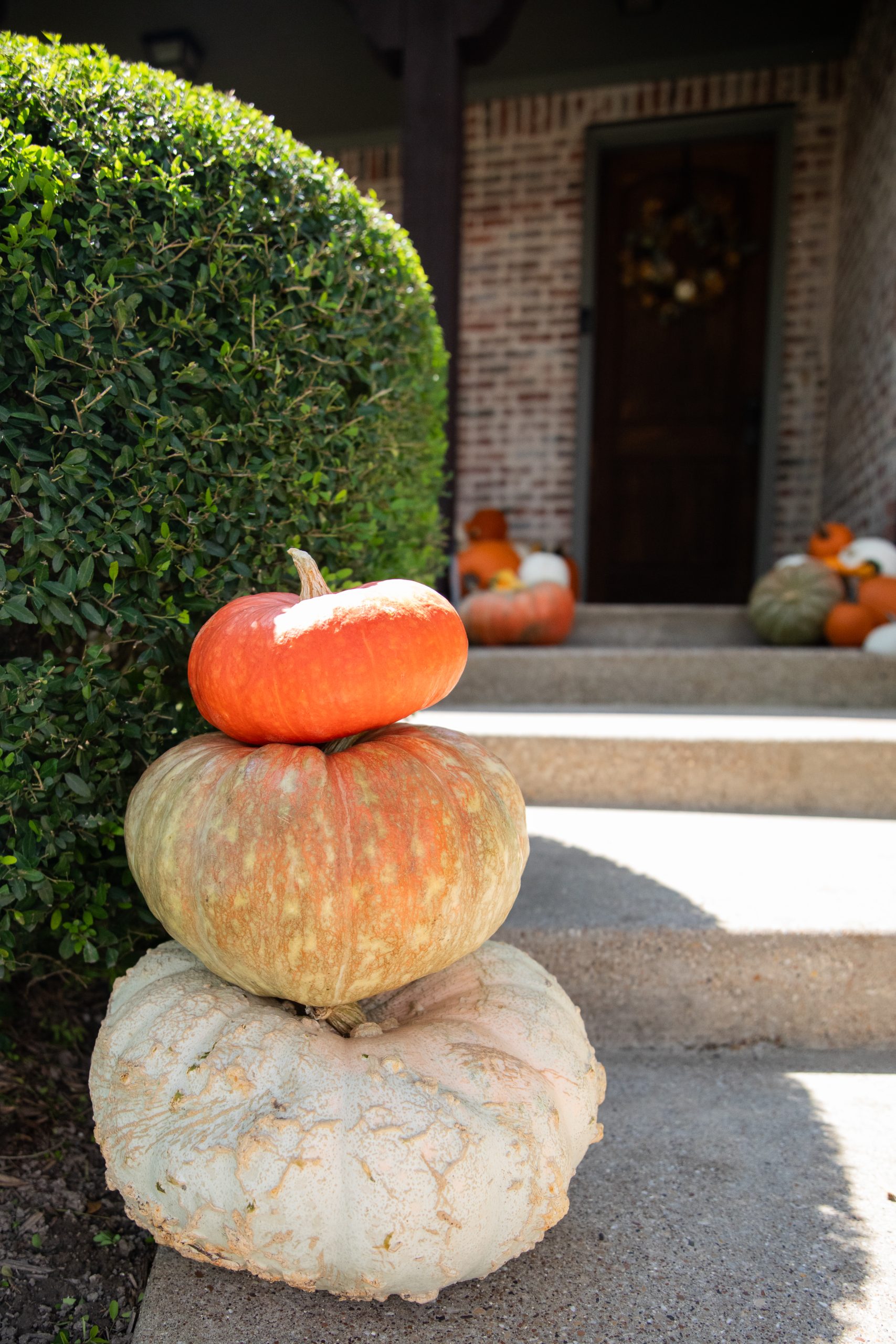Package #4 - The Pumpkin Drop - Image 3